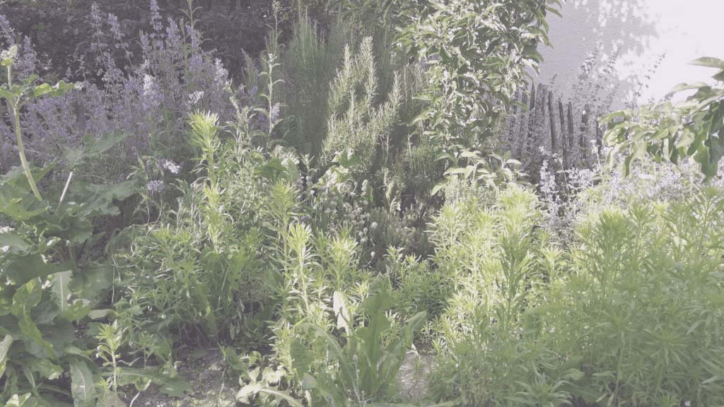 Wilkräuter im Garten, Innerer Frühjahrsputz, Alexandra Mangold Coaching