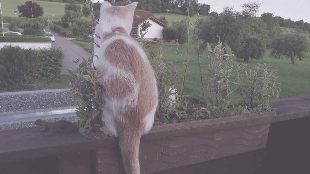 Alexandra Mangold Coaching Toms Blick Blog Dem Leben vertrauen